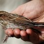 strnad rákosní (Emberiza schoeniclus)